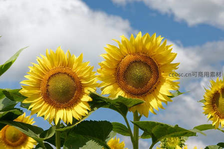 蓝天白云下两朵向日葵并肩绽放