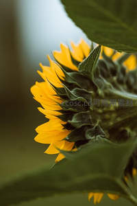 向日葵侧影，绿萼与黄瓣交织的自然之美