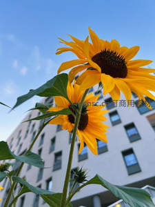 城市楼宇前的向日葵，自然与现代建筑的对话