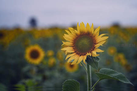 向日葵特写，花瓣金黄，花盘饱满