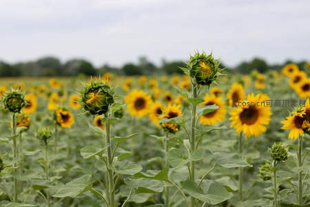 向日葵花田，含苞待放与盛放交织