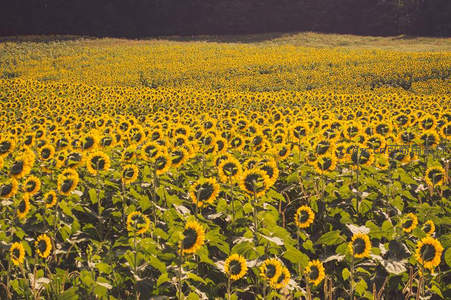 金色向日葵海洋，铺满大地的灿烂
