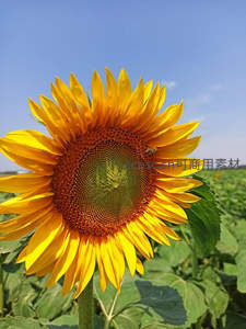 晴空下的向日葵，蜜蜂采蜜忙