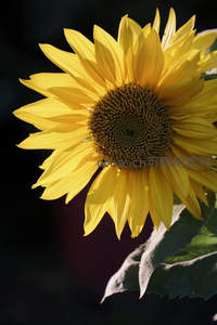 暗影中的向日葵，光影勾勒金黄轮廓