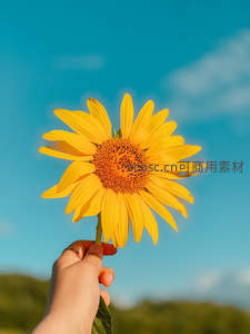 手中捧着向日葵，蓝天为幕