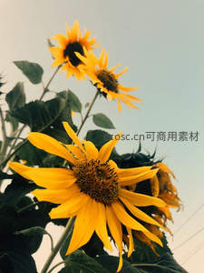 向日葵特写，花瓣金黄，生机勃勃