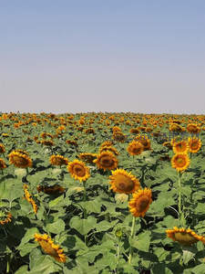 广阔向日葵花海，蓝天映衬无垠