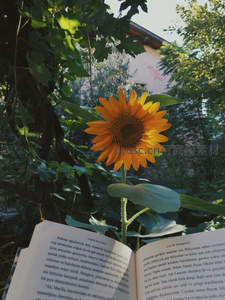 庭院向日葵伴书香，静谧惬意