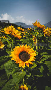 山间向日葵绽放，蓝天白云为伴