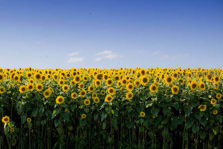 无垠向日葵花海铺展至天际线
