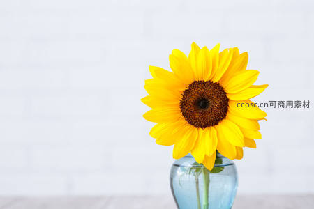 单支向日葵插于玻璃瓶中简约静美