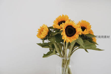 一束向日葵在透明花瓶中绽放明媚