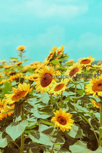 蓝天下的向日葵花海灿烂夺目