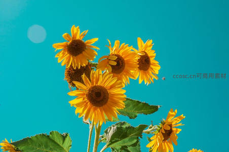 仰拍视角下向日葵迎向蔚蓝天空
