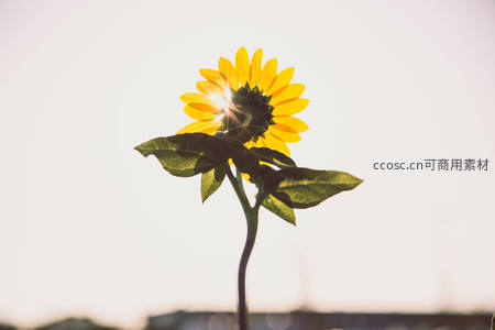 逆光中孤朵向日葵闪耀光芒