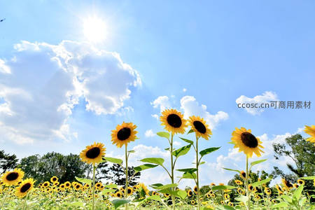 蓝天白云下向日葵迎阳绽放