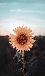 暮色中向日葵沐浴温暖夕阳余晖