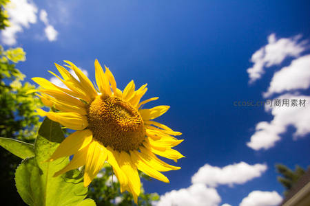 仰拍视角下向日葵迎着蓝天白云