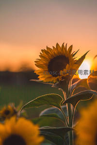 夕阳西下向日葵逆光勾勒唯美轮廓