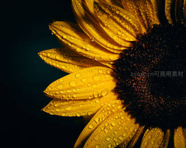 带露珠的向日葵花瓣微距特写