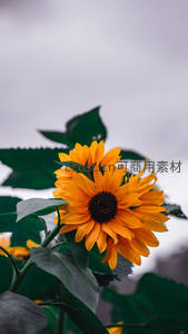阴天背景下绽放的橙色向日葵