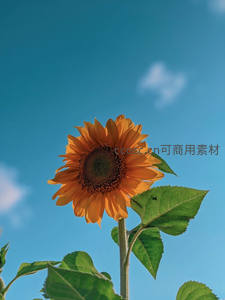 单株向日葵迎着蓝天白云生长