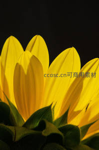 暗背景下向日葵花瓣的光影艺术