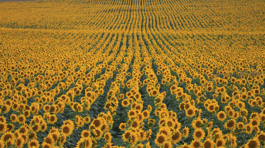 航拍视角下的金色向日葵花海