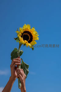 双手捧向日葵迎向蔚蓝天空