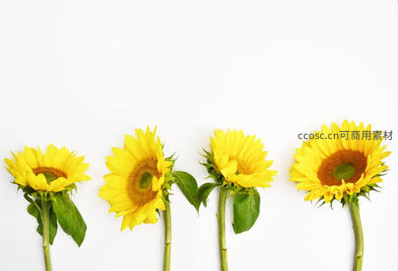 四朵向日葵在白色背景上的简约排列
