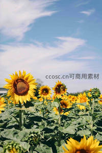 蓝天下的向日葵花海，生机盎然