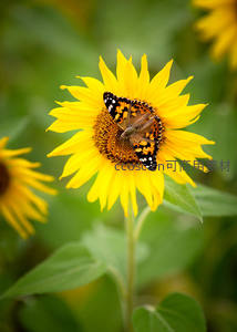 蝴蝶停驻向日葵，自然和谐瞬间