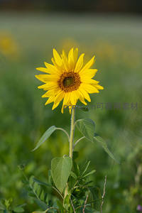 向日葵在绿野中绽放微笑