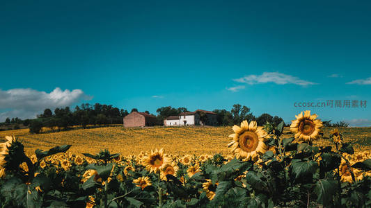 金色花海与农舍蓝天相映