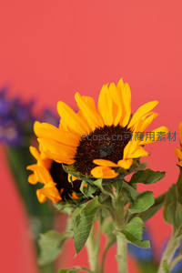 红墙前向日葵的温暖色彩