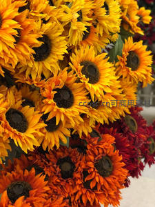 橙黄向日葵与红菊交织盛放
