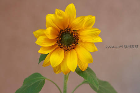 单支向日葵特写，细节清晰可见