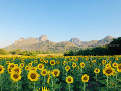 山峦脚下向日葵花田延绵不绝