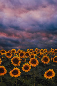 暮色云霞下向日葵静谧绽放