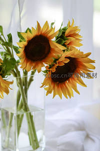 透明花瓶中的向日葵清新雅致