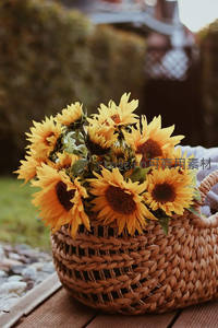 藤编篮中的向日葵束，庭院里的秋日丰收感