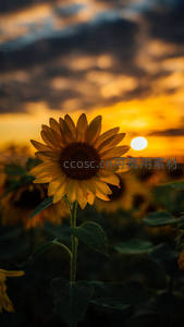 剪影向日葵迎着晚霞，天空云彩绚烂如画