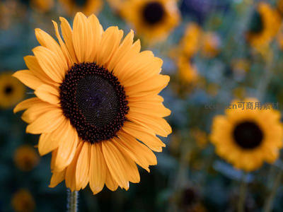 单朵向日葵特写展现细腻纹理