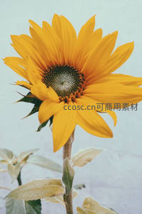 孤傲向日葵挺立于淡雅背景前