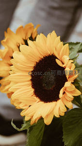 捧在手心的向日葵温柔绽放