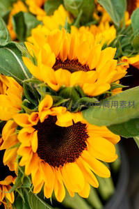 向日葵花盘特写，金黄花瓣与深褐花心