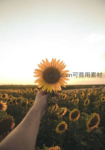 手捧向日葵，夕阳为背景温柔定格