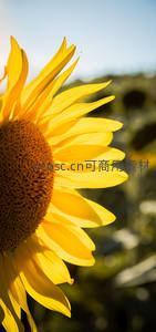 侧光下的向日葵，花瓣透亮如金箔