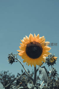 蓝天映衬向日葵，仰望天空