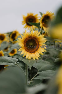 雨后向日葵特写，清新自然